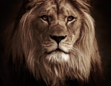Будење на лавот
